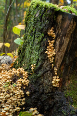 group of small poisonous toadstool mushrooms growing on mossy stump in forest