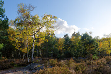 Fototapeta na wymiar Ferns and sandstone rocks in Apremont gorges. Fontainebleau forest in autumn season