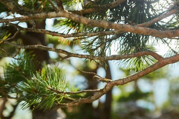 Fototapeta premium A branch of a coniferous tree in close-up. An evergreen plant in the wild. Nature and forest.