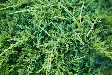 A branch of a coniferous tree in close-up. An evergreen plant in the wild. Nature and forest.