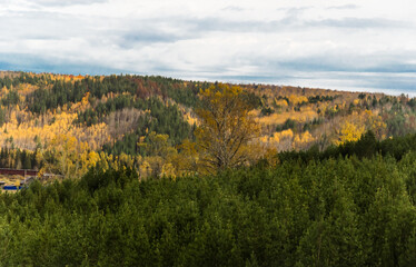 Fototapeta na wymiar Autumn landscape. Mixed forests. Nature of Eastern Siberia. Birches and pines, spruces and larches grow on the mountains.