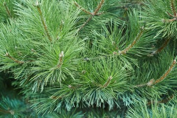 A branch of a coniferous tree in close-up. An evergreen plant in the wild. Nature and forest.