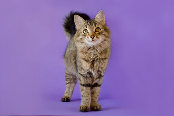 Portrait of a charming gray tabby cat posing in the background in the studio. A place to copy the text. Isolated on a solid purple background. The concept of pet pets for advertising
