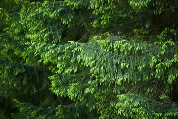 A branch of a coniferous tree in close-up. An evergreen plant in the wild. Nature and forest.