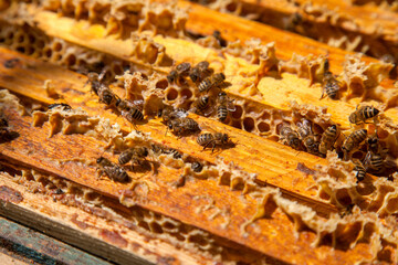 Open hive showing the bees swarming on a honeycomb..