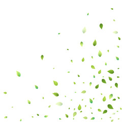 Leaves Green Falling Flying Foliage Leaf Tea Mint