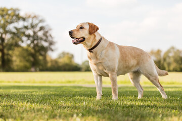 Hund auf einer wiese