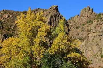 Beautiful golden cottonwood trees in fall against cliffs and rocky outcroppings along the south platte river  in  waterton canyon, littleton, colorado     