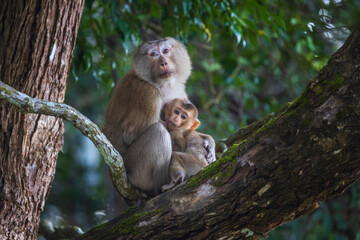 A mother monkey hugs her child lovingly on the branch.