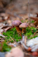 Double mushroom imleria badia commonly known as the bay bolete or boletus badius growing in pine tree forest..