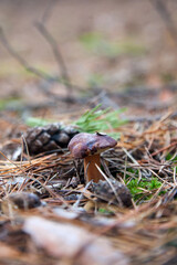 Imleria badia or Boletus badius commonly known as the bay bolete growing in pine tree forest..