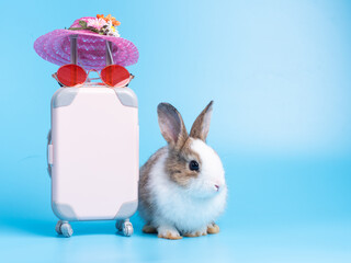 Adorable baby rabbit sitting on blue background  and the pink luggage, wicker hat going on vacation...