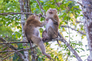 The  Asian monkey is cleaning and taking care of its lover.