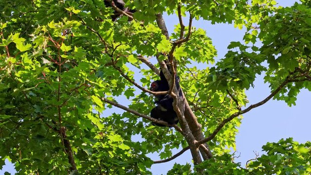 The black-headed spider monkey, Ateles fusciceps is a species of spider monkey, a type of New World monkey, from Central and South America.