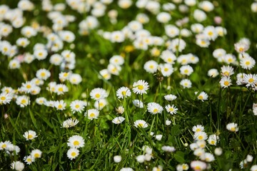 Closeup shot of white small Daisy. Petals white, middle yellow. Medicinal plant in nature.