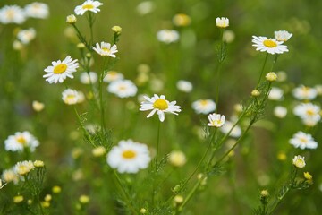 Closeup shot of white small Daisy. Petals white, middle yellow. Medicinal plant in nature.