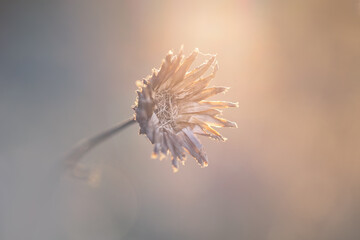 A dried plant during early spring sunset on a meadow. Very peaceful, calm and relaxing. Detailed...