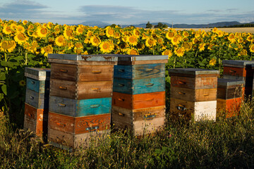 Colorful bee hives standing in front of the sunflower field. Rural scene during morning light. Pure...