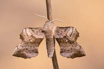 The Sphingidae are a family of moths (Lepidoptera) called sphinx moths, also colloquially known as hawk moths. Weird looking insect, sitting on a dry stick, sunlit light brown background.