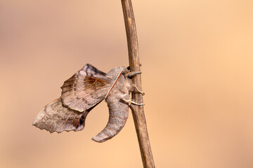 The Sphingidae are a family of moths (Lepidoptera) called sphinx moths, also colloquially known as...