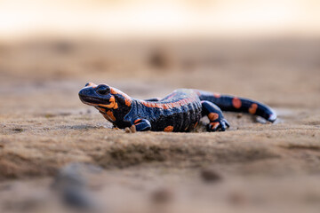 The fire salamander (Salamandra salamandra) is a common species of salamander found in Europe. A...