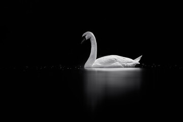 A single swan floating on a lake, reflected on water surface. Swans are the largest extant members of the waterfowl family Anatidae, and are among the largest flying birds.