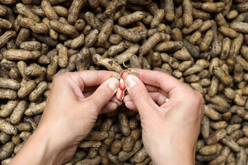 Hands peeling the peanut shell. The concept of healthy food, harvest