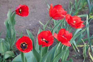 Fototapeta na wymiar Red tulips under sunlight in the park at the middle of spring..