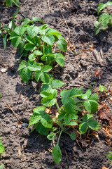 Young leaves of strawberry bush in the garden at spring time..