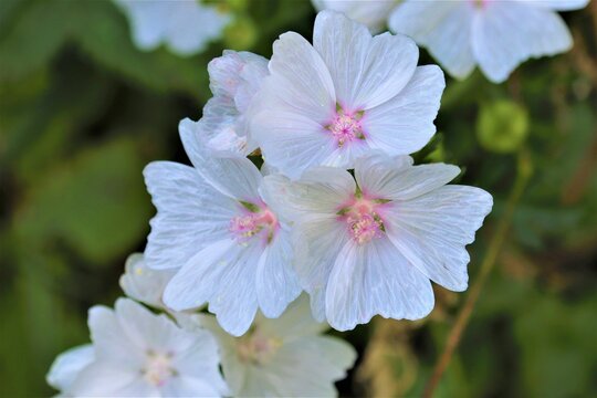 White Fragile Musk Mallow Flower In Blossom, Close-up