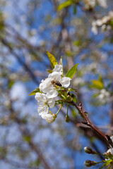 Honeybee on white flower of cherry tree collecting pollen and nectar to make sweet honey with medicinal benefits..