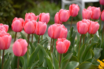 Fototapeta premium 山田池公園 チューリップ