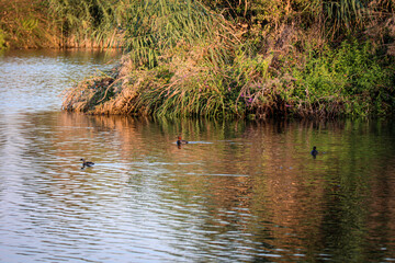 duck in the swamp