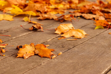 Background group of autumn yellow leaves. Outdoor in the park, wooden surface