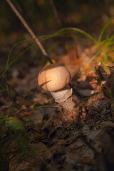 Close up view of brown cap boletus growing in forest..