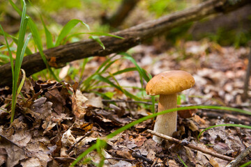 Boletus mushroom in the wild. Porcini mushroom grows on the forest floor at autumn season..
