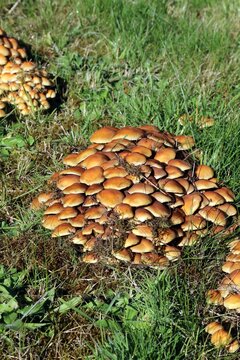 Hymenogastraceae fungi, Derbyshire England
