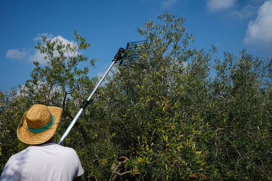 Olive harvest season: farmer harvesting olives with picking machine (olive shaker) in olive grove for olive oil production on sunny day                            