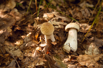 Two porcini mushrooms grows on the forest floor at autumn season..