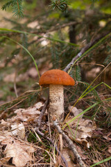 Red boletus mushroom in the wild. Red boletus mushroom grows in pine tree forest at autumn season..