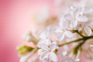Fototapeta na wymiar white lilac flower branch on a pink background with copy space for your text
