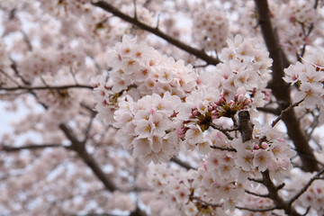 山田池公園の桜