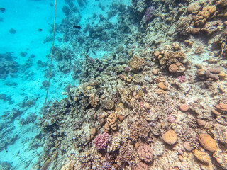Underwater life of reef with corals and tropical fish. Coral Reef at the Red Sea, Egypt.