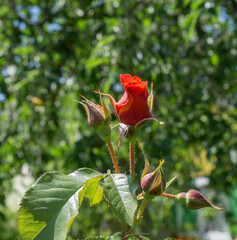 Fototapete bei efototapeten.de bestellen   