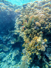 Underwater life of reef with corals, shoal of Lyretail anthias (Pseudanthias squamipinnis) and other kinds of tropical fish. Coral Reef at the Red Sea, Egypt.