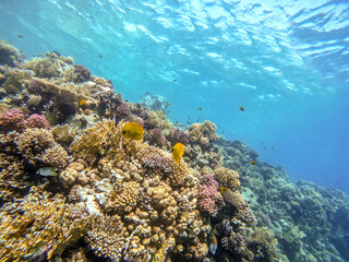 Naklejka na ściany i meble Bluecheek butterflyfish (Chaetodon semilarvatus) at the Red Sea coral reef..
