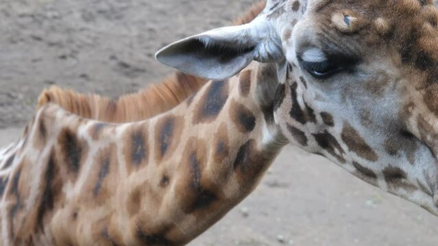 Close Up Of Reticulated Giraffe Feeding In The Zoo In Amersfoort, Netherlands