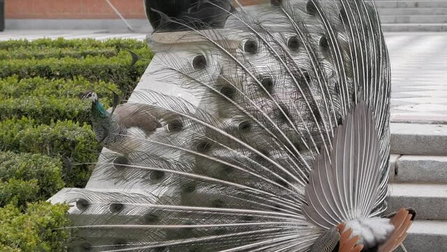 Peacock with open tail displaying to peahen. Male courtship display to female for sexual selection during breeding season. Natural selection.