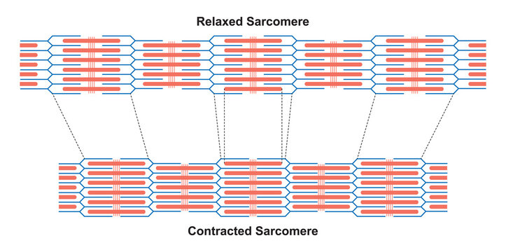SarcolemmaBilder StockFotos & Videos. Adobe Stock