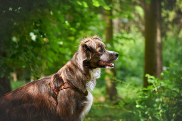 Dog mestizo tricolor in the forest